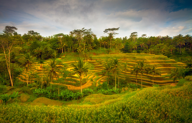 Bali Indonesia - Rice Terrace