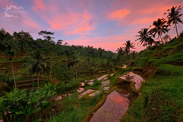 Tegallalang Rice Terrace - Photographing Bali Indonesia