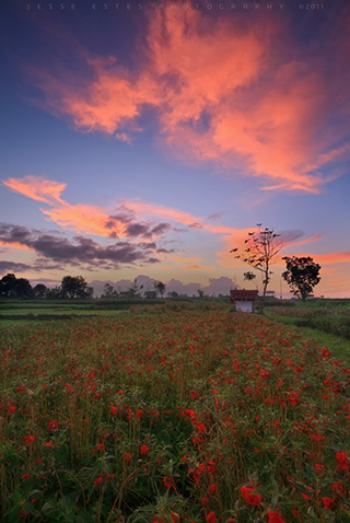 Flower field - Photographing Bali Indonesia