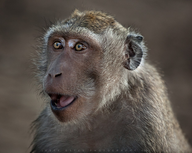 Monkey - Uluwatu, Photographing Bali Indonesia